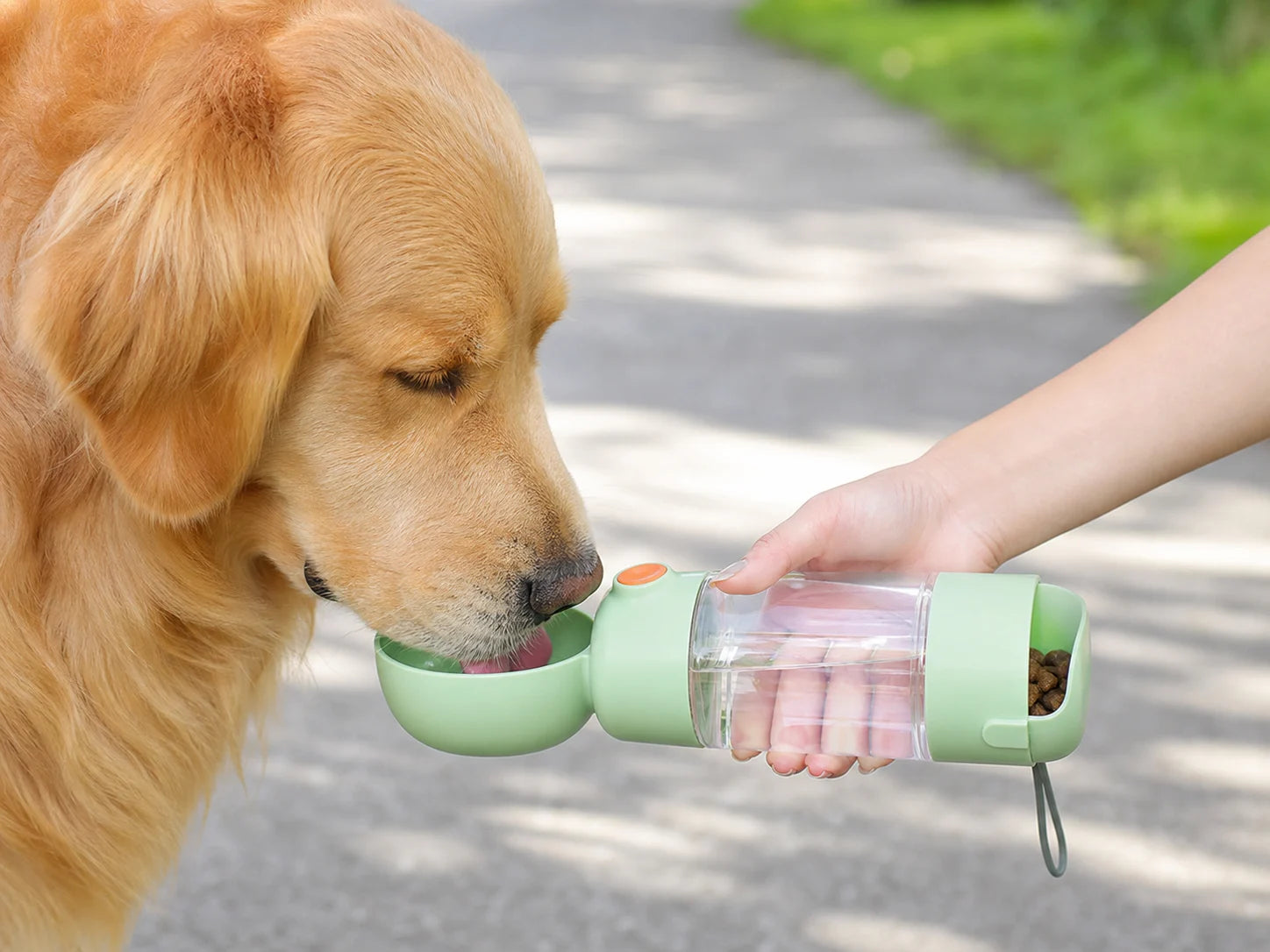 Dog enjoying water on a walk